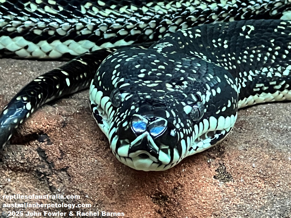 This captive Diamond python (Morelia spilota spilota)photographed at Blackbutt Nature Reserve, Newcastle NSW